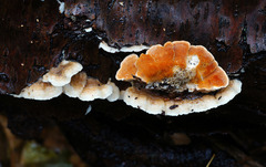 Steccherinum bourdotii