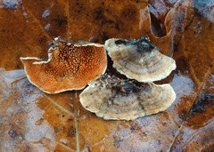 Steccherinum bourdotii