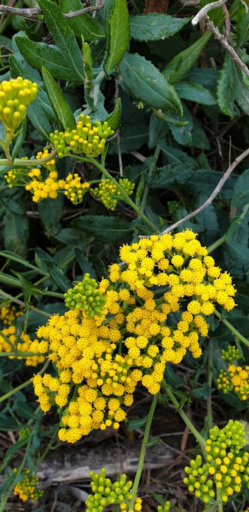 Scented Groundsel