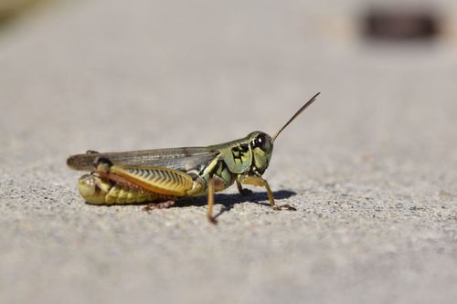 Red-legged Grasshopper, photo 5 of 10