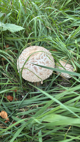 Shaggy Parasol