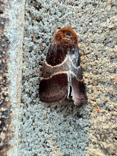 Arcigera Flower Moth photo 3