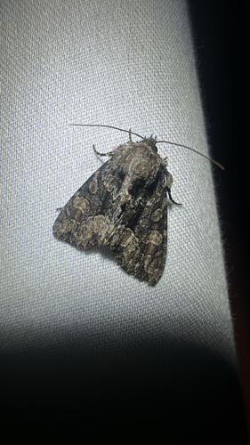 Adorable Brocade Moth (Platypolia mactata)