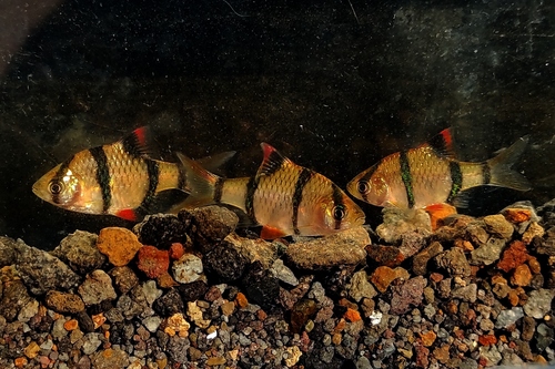 Ikan Sumatra