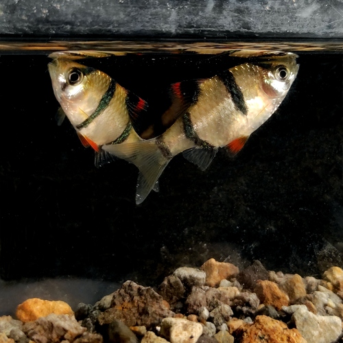 Ikan Sumatra