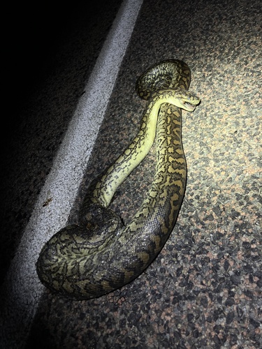 Coastal Carpet Python sighting