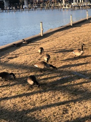Branta canadensis