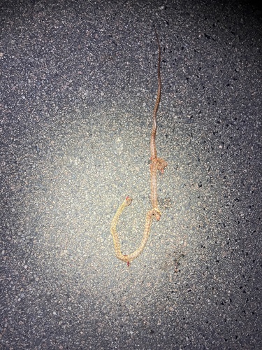 Brown Tree Snake sighting