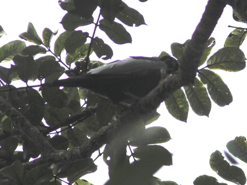 Gymnoderus foetidus