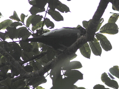 Gymnoderus foetidus