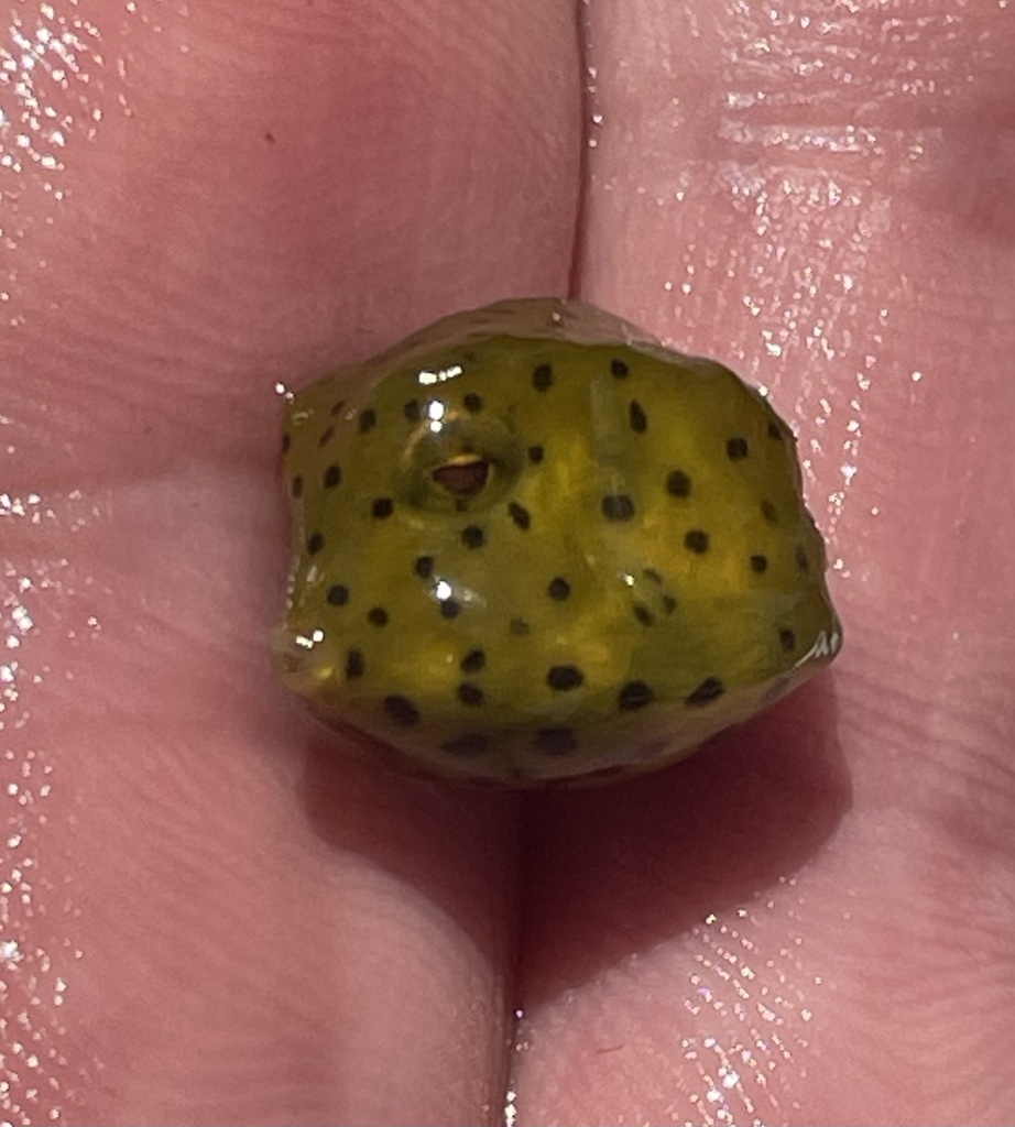 Buffalo trunkfish (Lactophrys trigonus) — Ostraciidae
