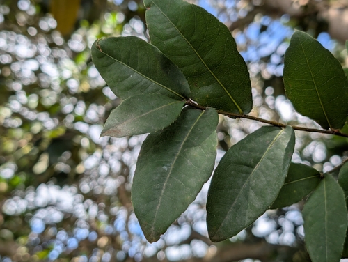Ochna thomasiana