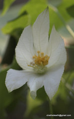 Magnoliopsida