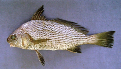 Canary Drum photo 1