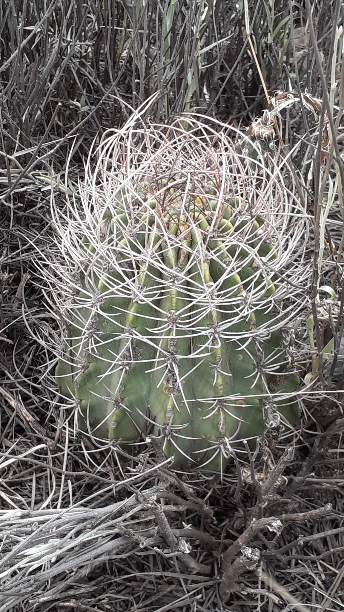 Echinopsis leucantha