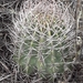 Echinopsis leucantha - Photo (c) Benjamin Bender, some rights reserved (CC BY-NC), uploaded by Benjamin Bender