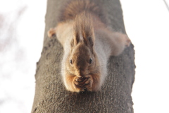 Sciurus vulgaris