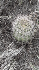 Echinopsis leucantha