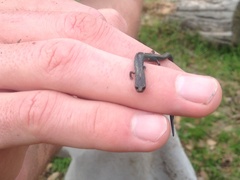 Batrachoseps gregarius