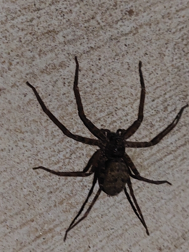 Top End Jungle Huntsman