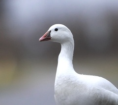 Anser caerulescens × rossii