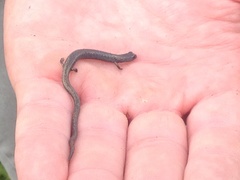 Batrachoseps gregarius