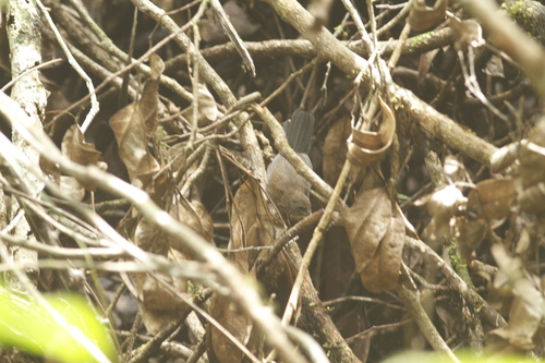 Myrmophylax atrothorax