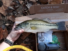 Micropterus salmoides