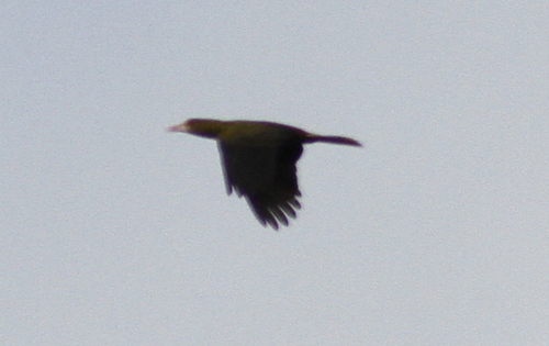 Psarocolius viridis