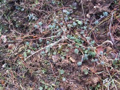 Petrosedum amplexicaule