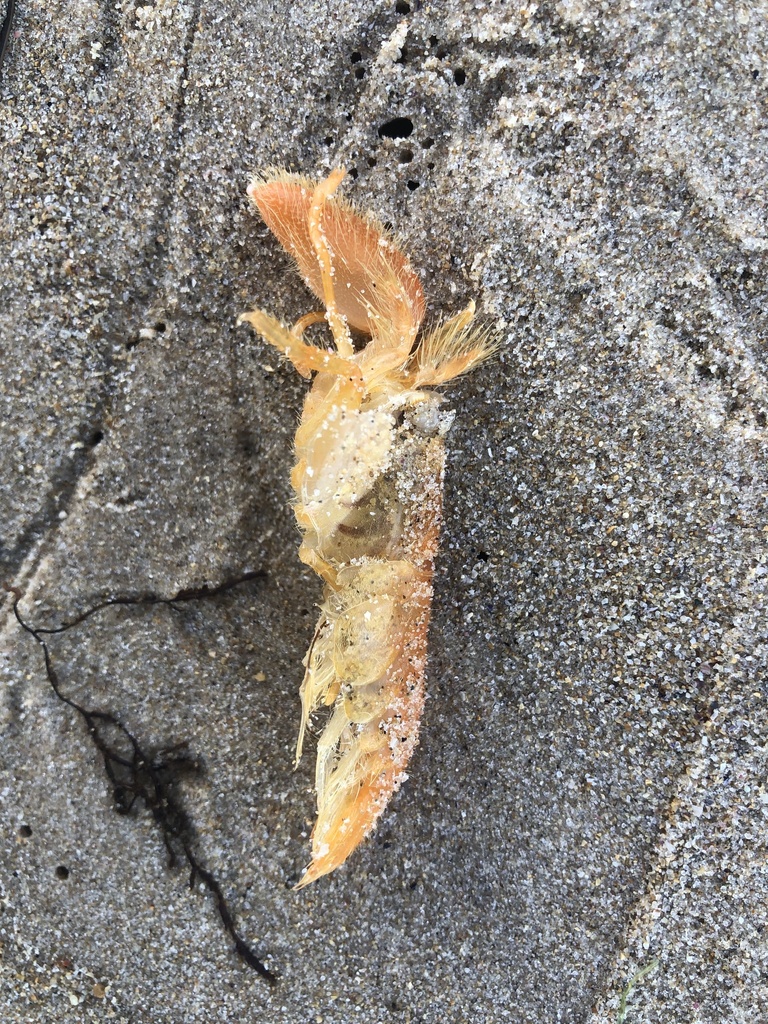 Hairy Pistol Prawn