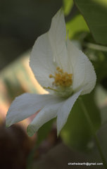 Magnoliopsida