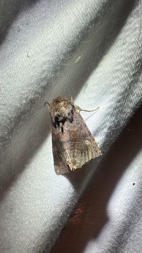 Bronzed Cutworm Moth (Nephelodes minians)