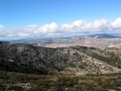 Festuca scariosa