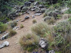 Festuca scariosa