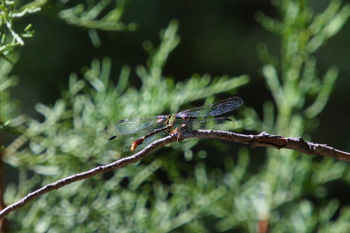 Straight-tipped Ringtail photo 5