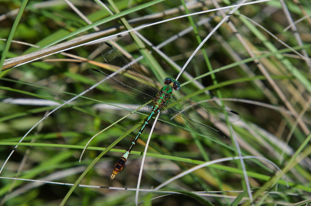 Straight-tipped Ringtail
