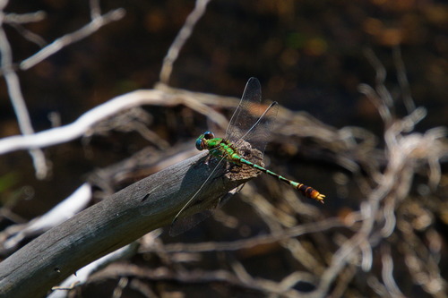 Straight-tipped Ringtail photo 2