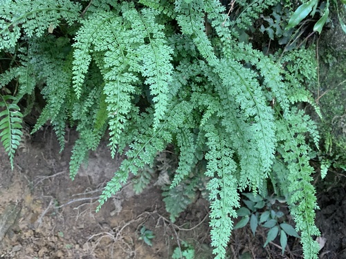 Asplenium tenuifolium, 2025-09-19