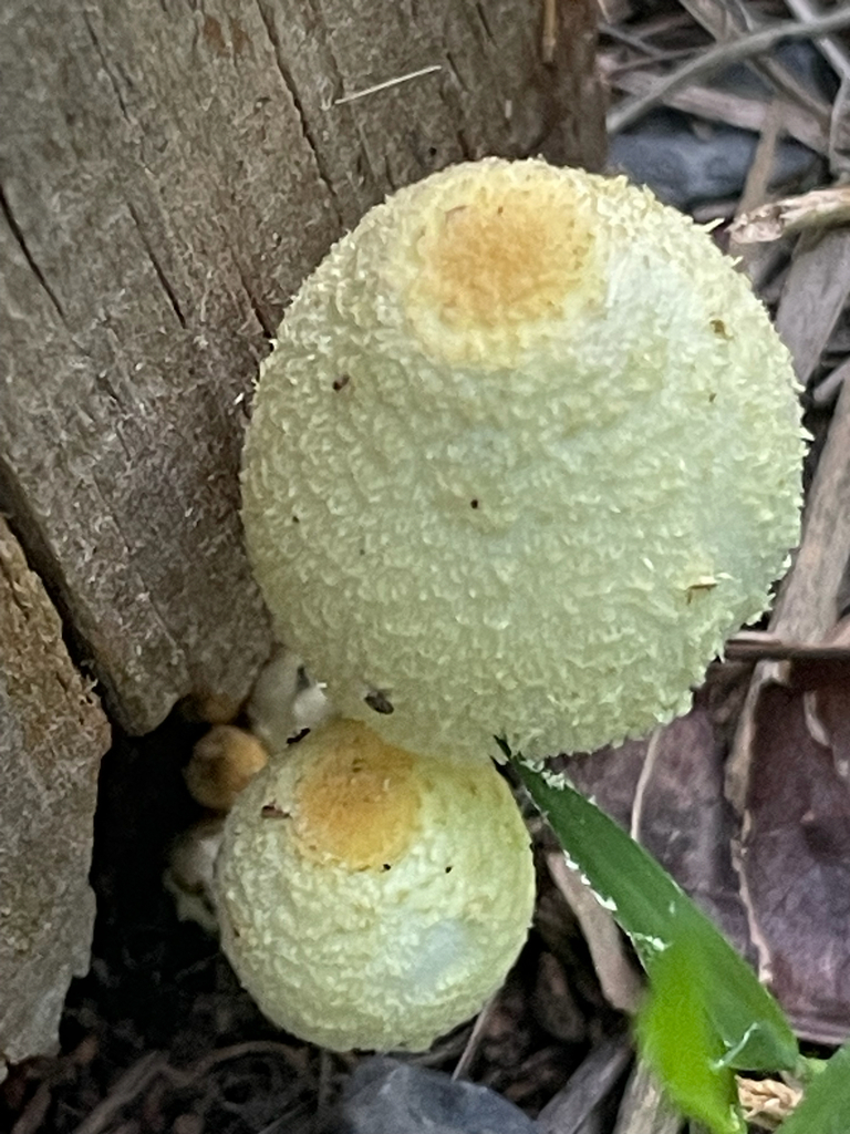 Leucocoprinus tricolor