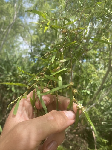 Leptospermum madidum, 2025-09-20