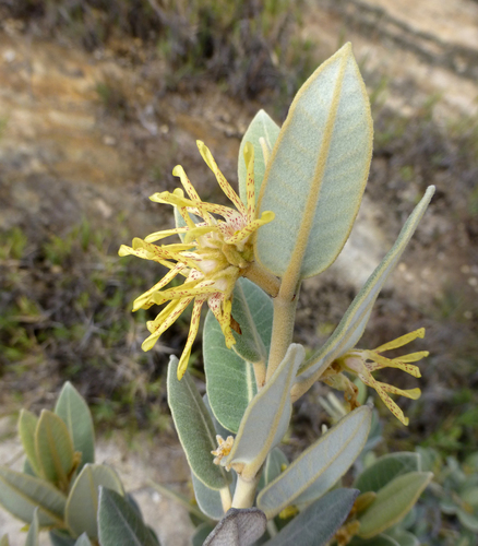 Pervillaea venenata