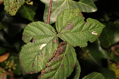 Coptotriche marginea