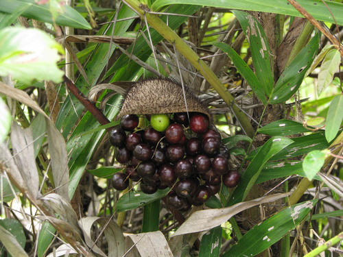 Bactris glaucescens