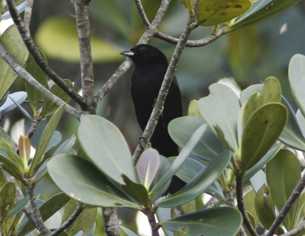 Red-shouldered Tanager