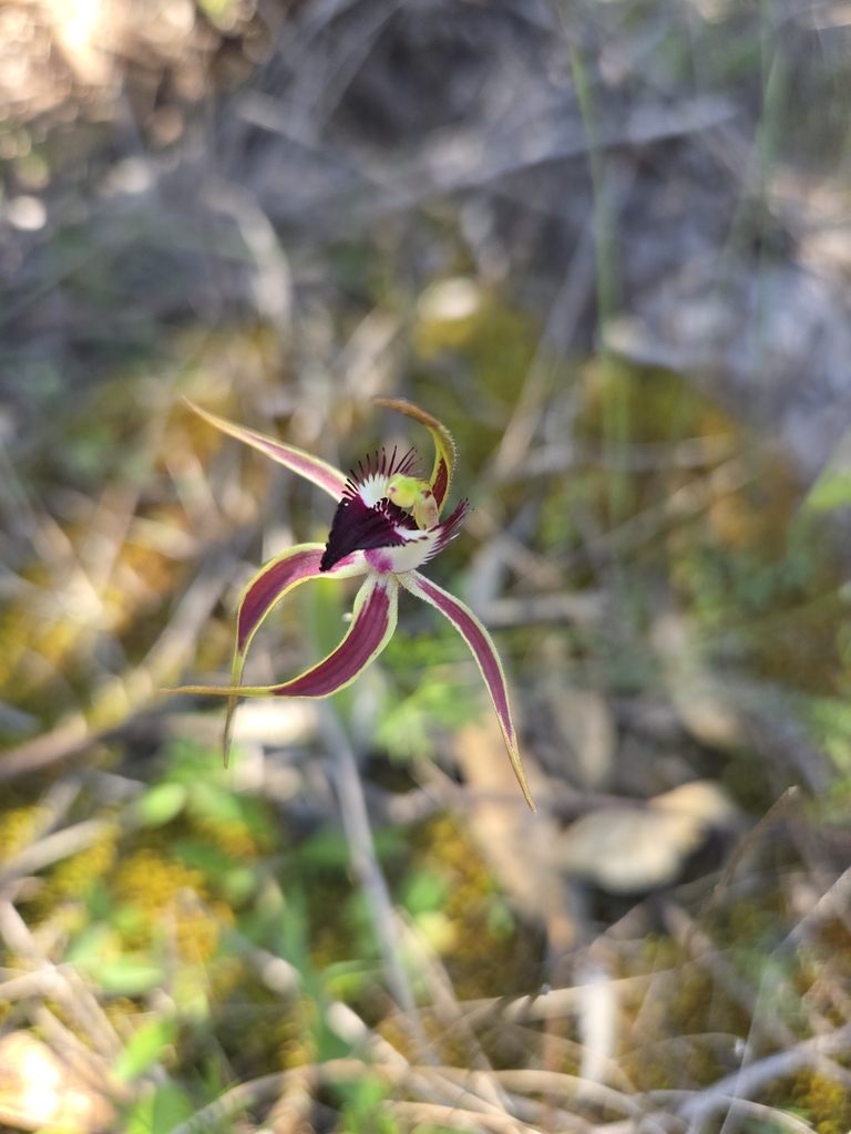 Caladenia graniticola