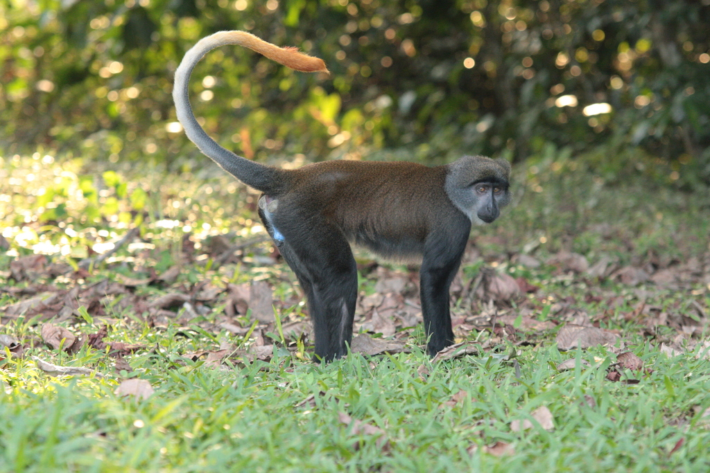 Sun-Tailed Monkey