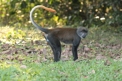 Sun-Tailed Monkey photo 1