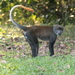 Sun-tailed Monkey - Photo (c) Peggy Motsch, some rights reserved (CC BY-SA)