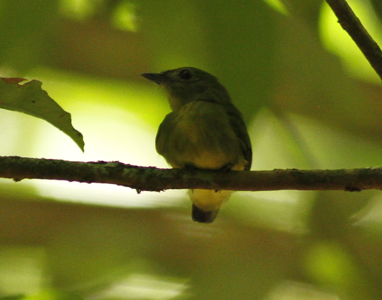 Tiny Tyrant-Manakin (Tyranneutes virescens), photo 1